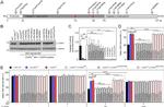 GAPDH Antibody in Western Blot (WB)