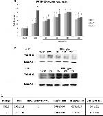 PRDM16 Antibody in Western Blot (WB)