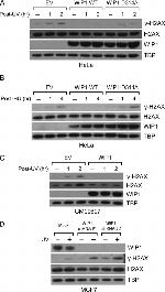 TBP Antibody in Western Blot (WB)