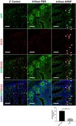 GFP Antibody in Immunohistochemistry (Frozen) (IHC (F))