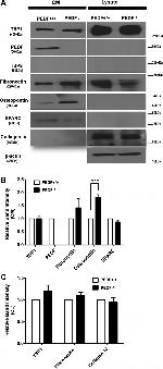 Thrombospondin 1 Antibody in Western Blot (WB)