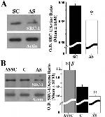 SRC1 Antibody in Western Blot (WB)