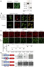 Calcium Sensing Receptor Antibody in Immunocytochemistry (ICC/IF)