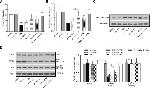 Phospho-eNOS (Thr495) Antibody in Western Blot (WB)