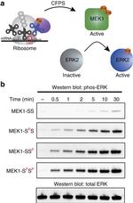 6x-His Tag Antibody in Western Blot (WB)