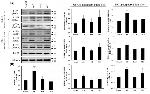 Phospho-Tau (Thr205) Antibody in Western Blot (WB)