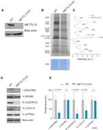 SDHB Antibody in Western Blot (WB)