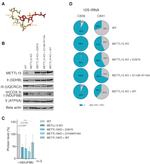 SDHB Antibody in Western Blot (WB)