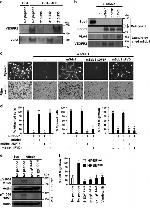 Phospho-VEGF Receptor 2 (Tyr1054, Tyr1059) Antibody in Western Blot (WB)