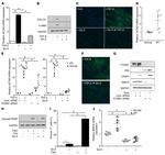 COL1A1 Antibody in Western Blot (WB)