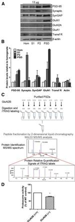 SynGAP Antibody in Western Blot (WB)