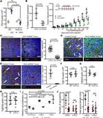 CD31 Antibody in Immunohistochemistry (Frozen) (IHC (F))