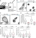 F4/80 Antibody in Flow Cytometry (Flow)