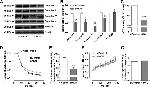 NDUFA9 Antibody in Western Blot (WB)