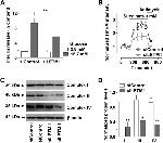 NDUFA9 Antibody in Western Blot (WB)