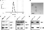 TSG101 Antibody in Western Blot (WB)