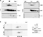 Shootin1 Antibody