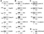 PDI Antibody in Western Blot (WB)