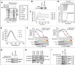 Annexin A2 Antibody in Western Blot (WB)