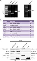 beta Tubulin Loading Control Antibody in Western Blot (WB)