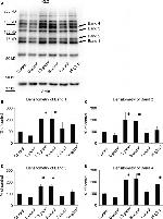 O-linked N-acetylglucosamine (O-GlcNAc) Antibody in Western Blot (WB)