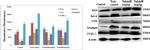 PGP9.5 Antibody in Western Blot (WB)