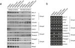 CXCL1 Antibody in Western Blot (WB)