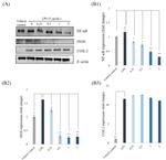 iNOS Antibody in Western Blot (WB)