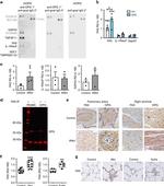 FAS Antibody in Immunoprecipitation (IP)