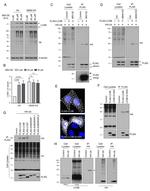 Ubiquitin Antibody in Western Blot (WB)