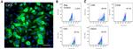 Cytokeratin 5 Antibody in Immunohistochemistry, Flow Cytometry (IHC, Flow)