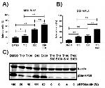 Phospho-S6 (Ser235, Ser236) Antibody in Western Blot (WB)