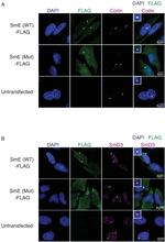 SNRPD3 Antibody in Immunocytochemistry (ICC/IF)