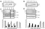 beta Tubulin Antibody in Western Blot (WB)