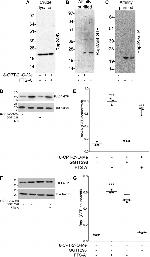 RAP2A Antibody in Western Blot (WB)