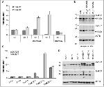 SMAD6 Antibody in Western Blot (WB)