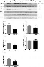 alpha Tubulin Antibody in Western Blot (WB)