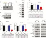 c-Met Antibody in Western Blot (WB)