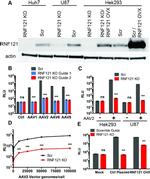 RNF121 Antibody in Western Blot (WB)