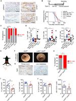 CD101 Antibody in Flow Cytometry (Flow)