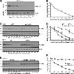 PGK1 Antibody in Western Blot (WB)