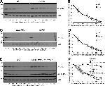 PGK1 Antibody in Western Blot (WB)