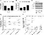 CYP3A4 Antibody in Western Blot (WB)