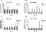 PXR Antibody in Western Blot (WB)