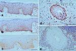 Lamin B1 Antibody in Immunohistochemistry (Paraffin) (IHC (P))