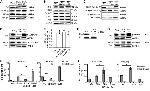 NFkB p65 Antibody in Western Blot (WB)