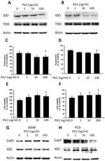 IDO Antibody in Western Blot (WB)