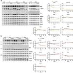 UQCRC1 Antibody in Western Blot (WB)