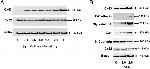 Connexin 32 Antibody in Western Blot (WB)