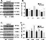 LXR beta Antibody in Western Blot (WB)